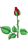 RED FLOWERS